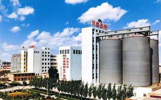 一碗面的匠心與奇跡 實業公司的四次吉尼斯世界紀錄巴彥淖爾重現